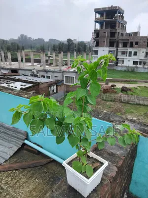 বাগানের গাছ সেল করতে চাই