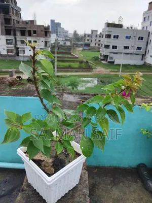 বাগানের গাছ সেল করতে চাই