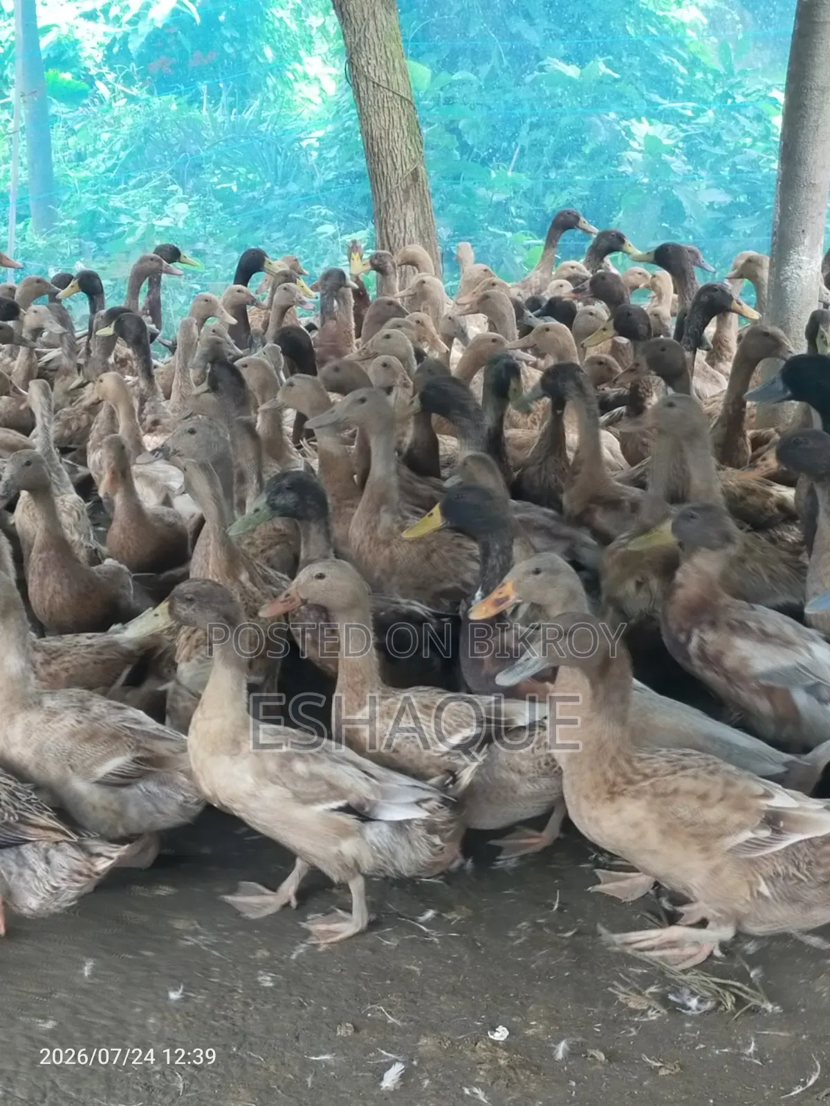 (পাতি হাঁস) বিলে চরানো