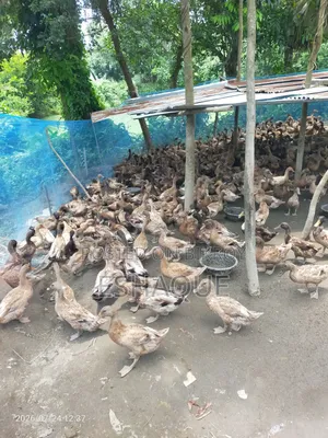 (পাতি হাঁস) বিলে চরানো