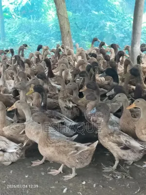 (পাতি হাঁস) বিলে চরানো