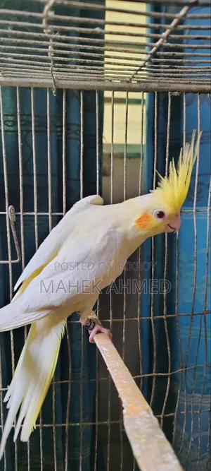 ককটেল জোড়া