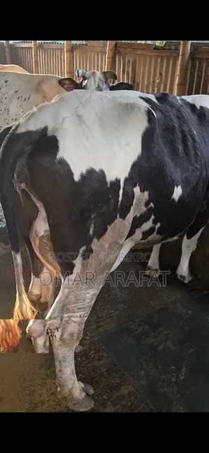 ফ্রিজিয়ান গাভীন গাভী