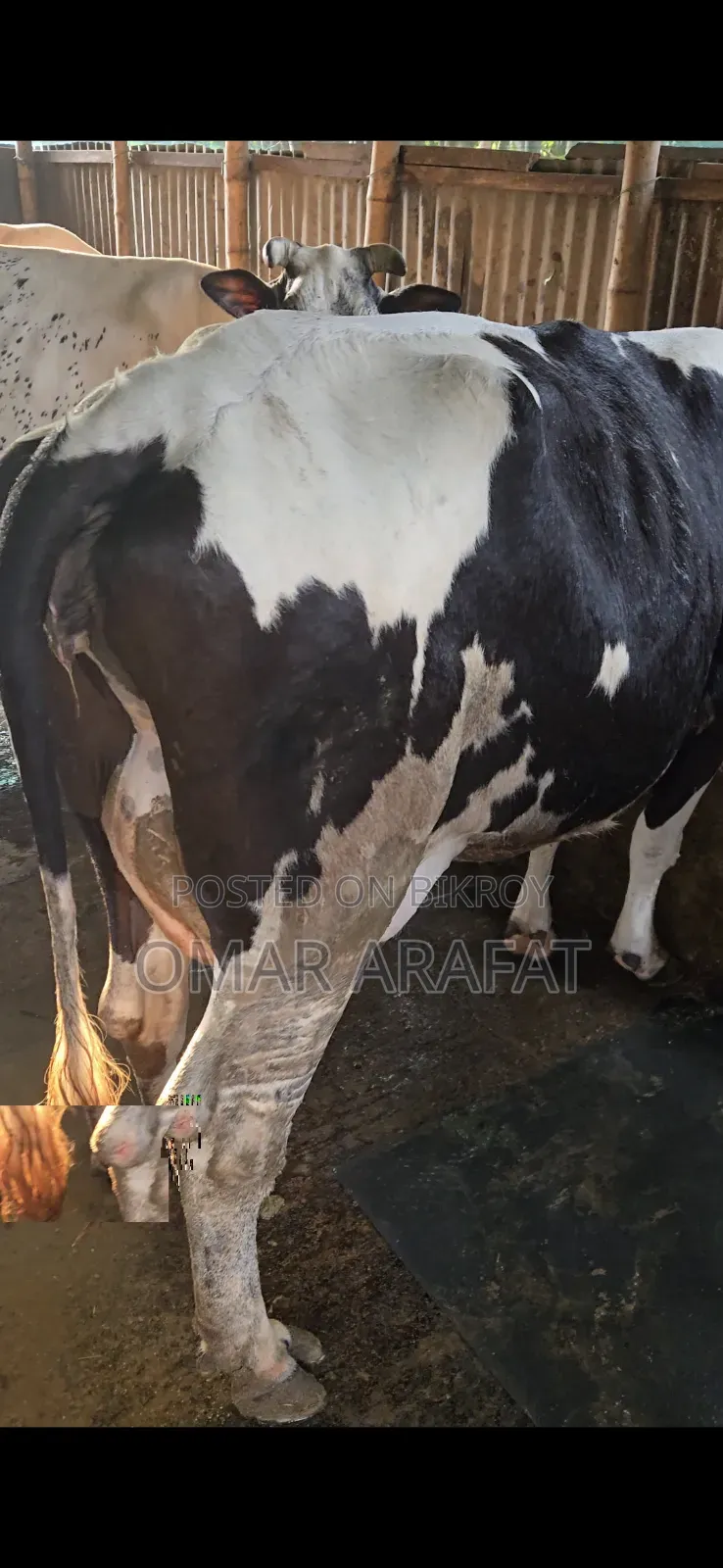 ফ্রিজিয়ান গাভীন গাভী