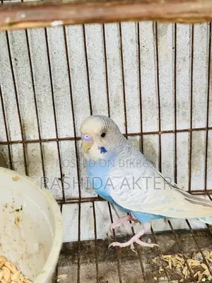 ২টা এডাল্ট বাজরিগার মেল
