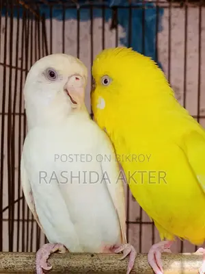 লুটিনো-অ্যালবিনো বাজরিগার মাস্টার পেয়ার