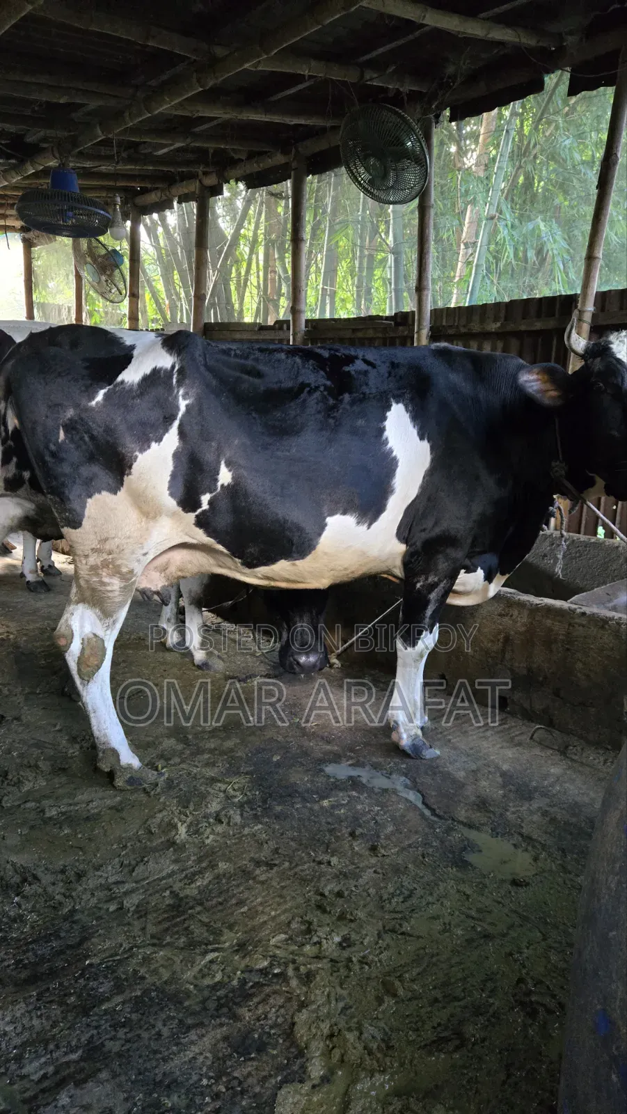 ফ্রিজিয়ান গাভীন গাভী