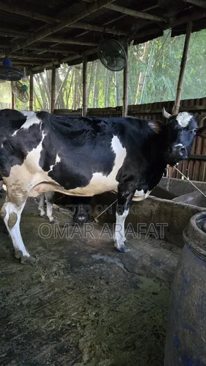 ফ্রিজিয়ান গাভীন গাভী