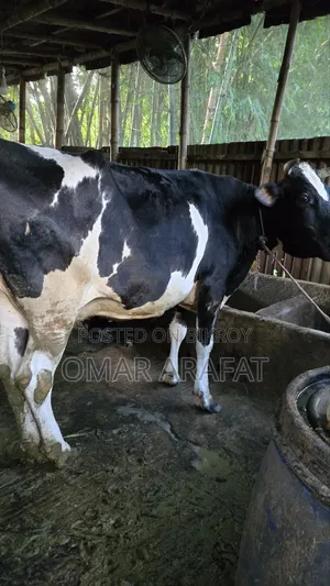 ফ্রিজিয়ান গাভীন গাভী