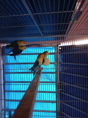 Pair Blue Love Bird Sale or Exchange With Gouldian Finch