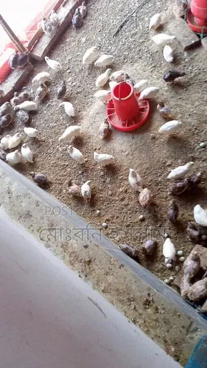 Quail Bird