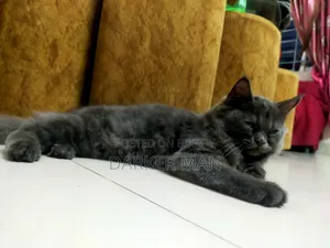 3-6 Months Female Purebred Persian