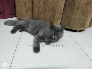 3-6 Months Female Purebred Persian