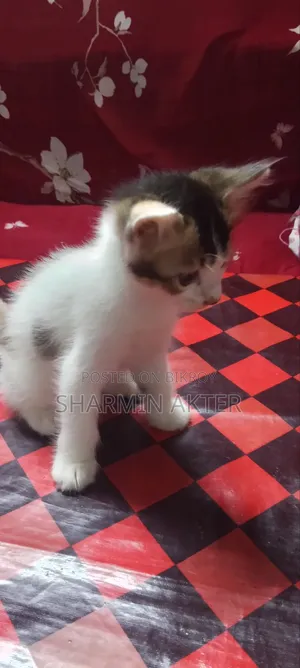 1-3 Months Female Mixed Breed Cat