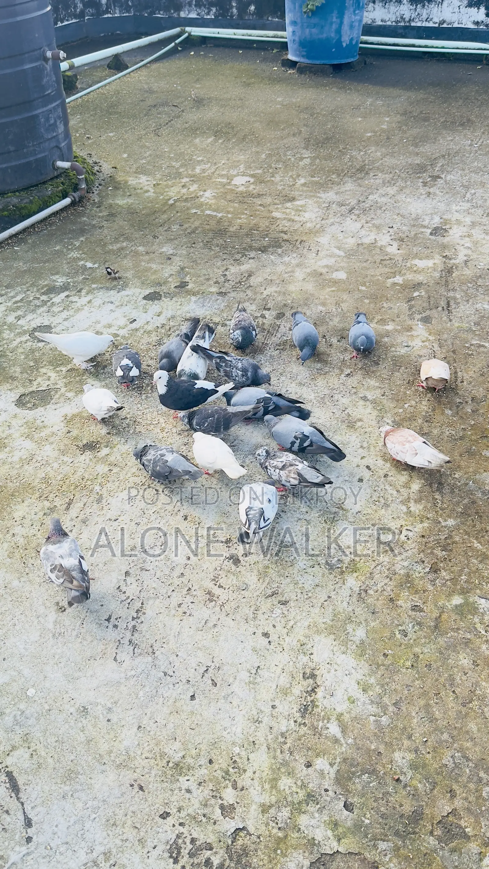 রানিং কবুতর