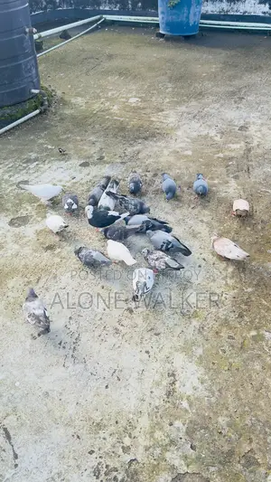 রানিং কবুতর