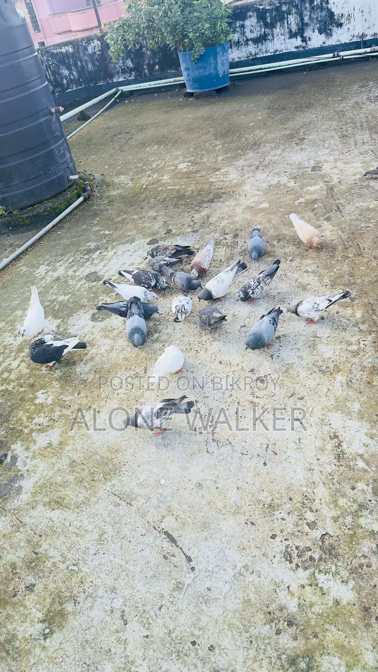 রানিং কবুতর