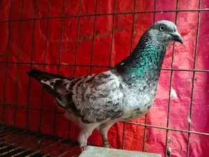 মাদি কবুতর