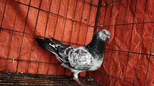 মাদি কবুতর