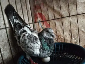 মাদি কবুতর