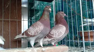 Rate Checker Pigeon for Sale
