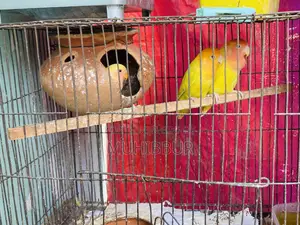 Lutino Red And Orange Head Love Bird