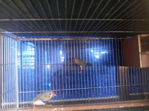 ফিন্চ পাখি