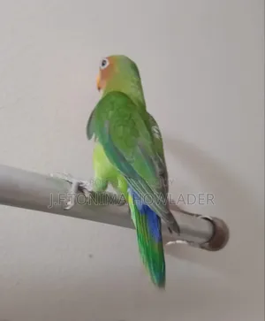 Love Birds