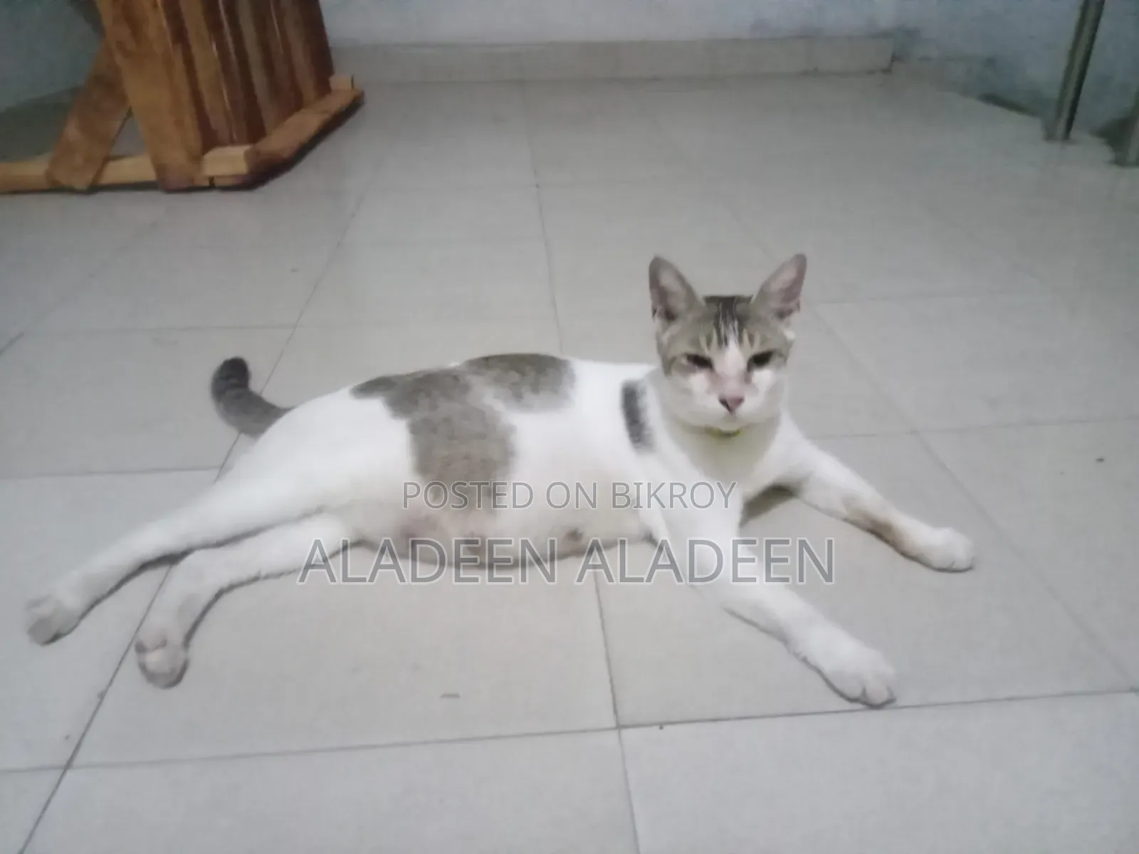 6-12 Months Female Purebred Tabby