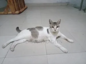 6-12 Months Female Purebred Tabby