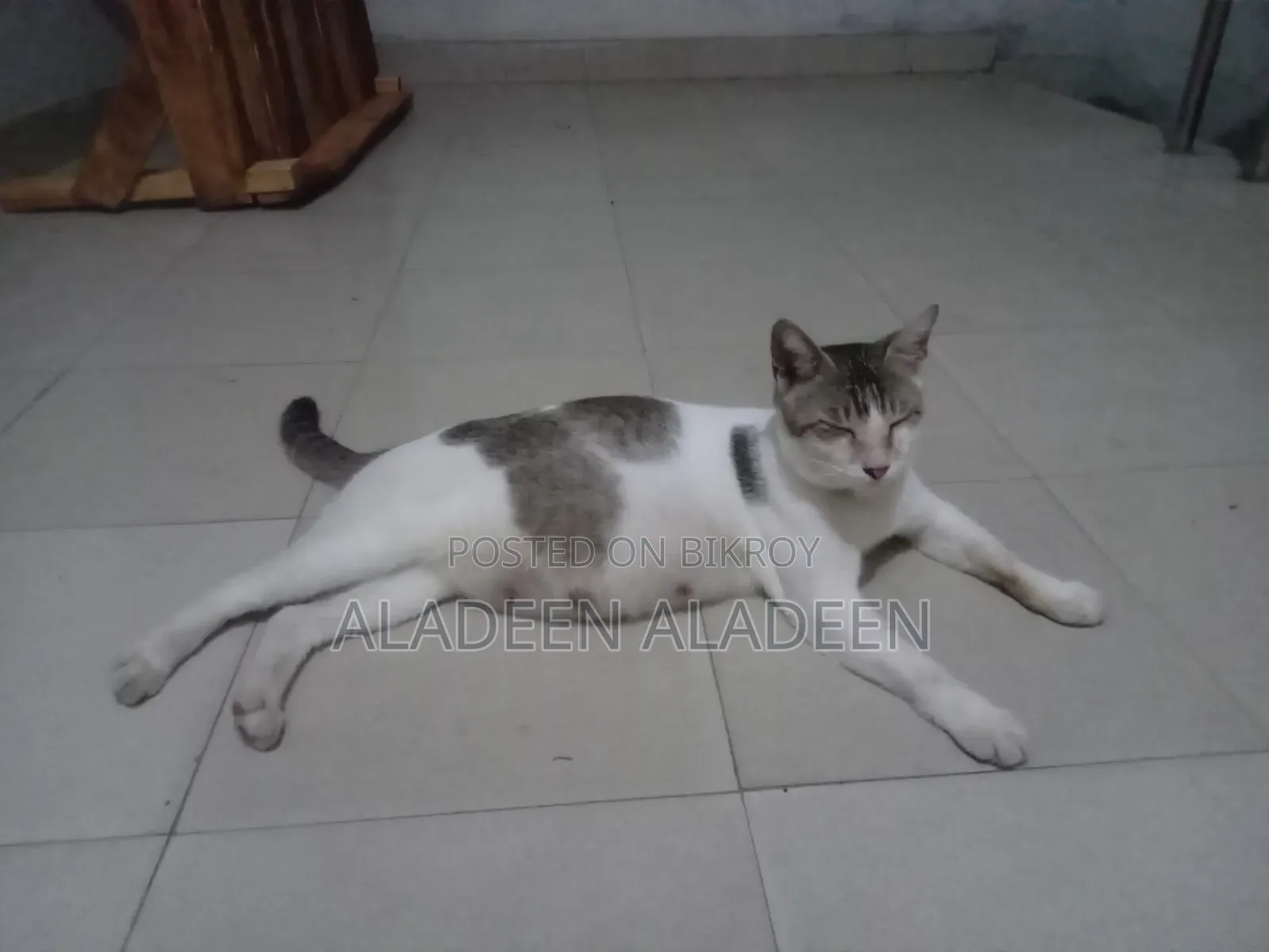 6-12 Months Female Purebred Tabby