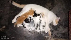 ০-১ মাসের নারী মিক্সড ব্রিড ম্যানড