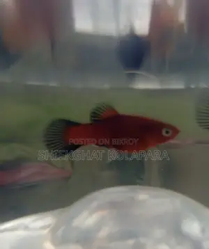 প্লাটি ফিশ অ্যাকুরিয়াম ফিশ