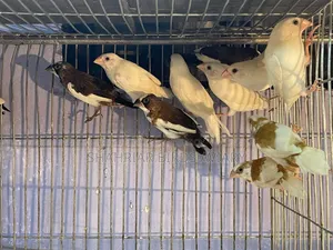 Society Finch Pair