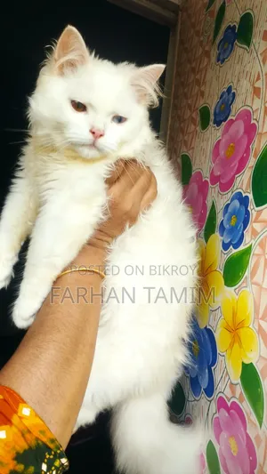 3-6 Months Male Purebred Persian