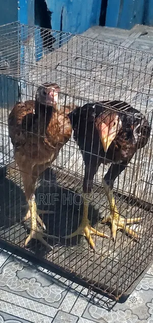 Pair of Aseel Chickens