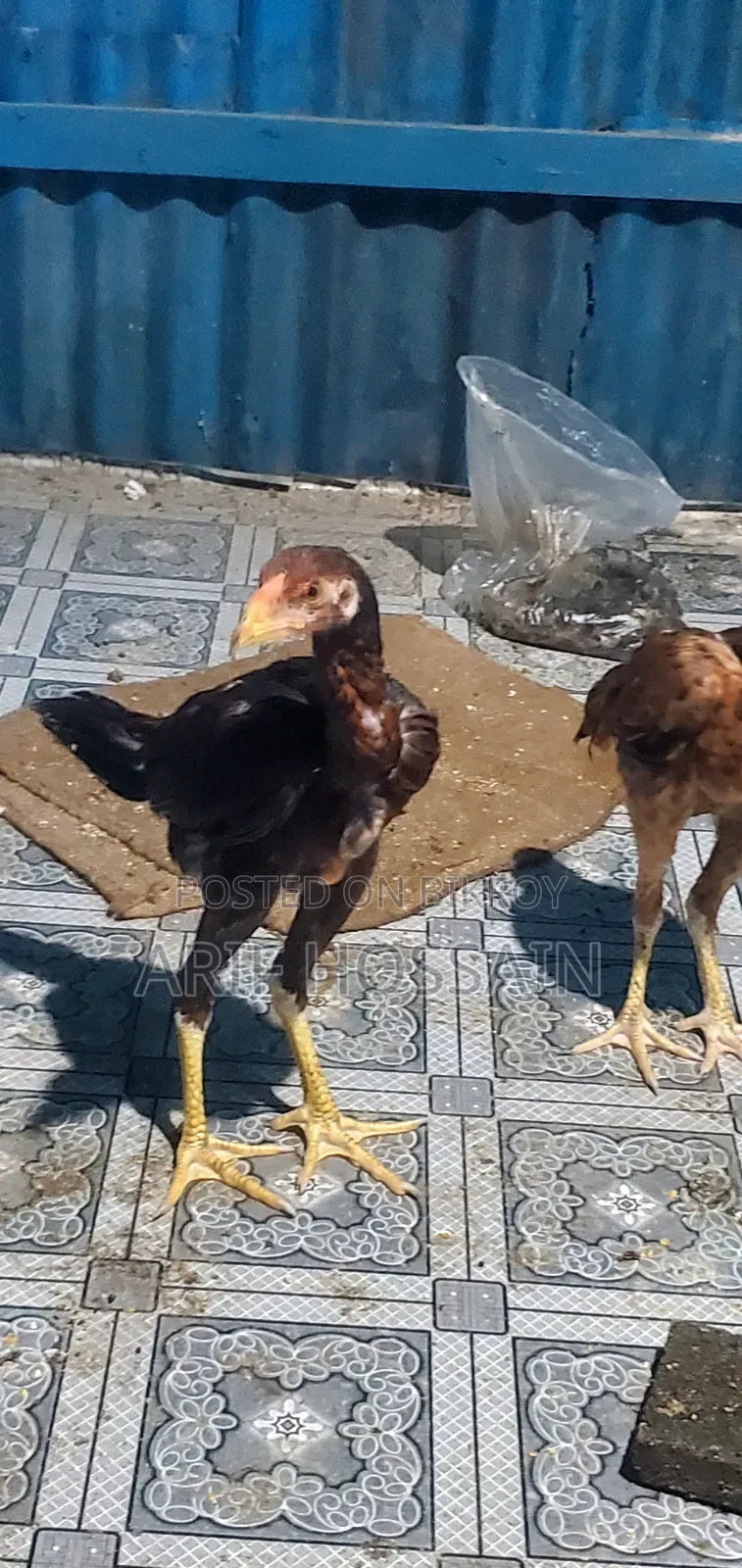 Pair of Aseel Chickens