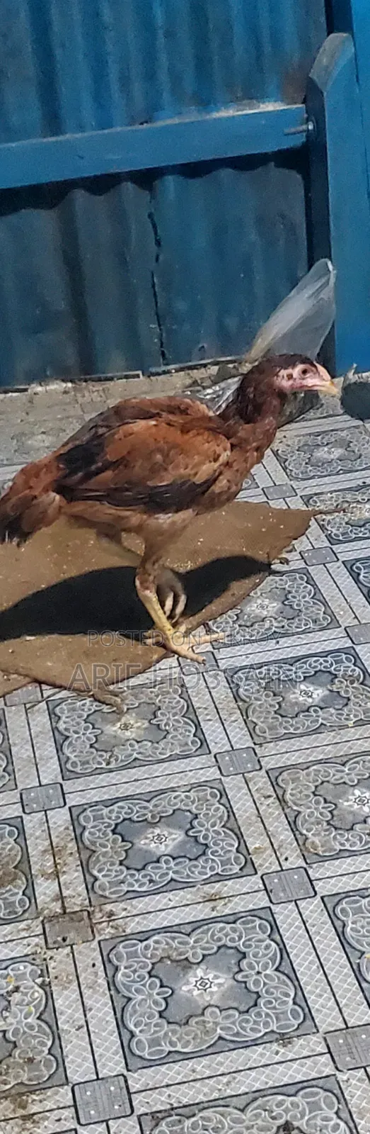 Pair of Aseel Chickens