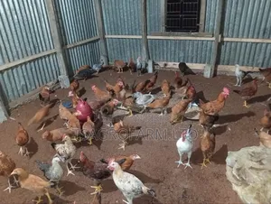 সোনালি মুরগি ও মরগ