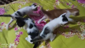 0-1 Month Female Mixed Breed Cat