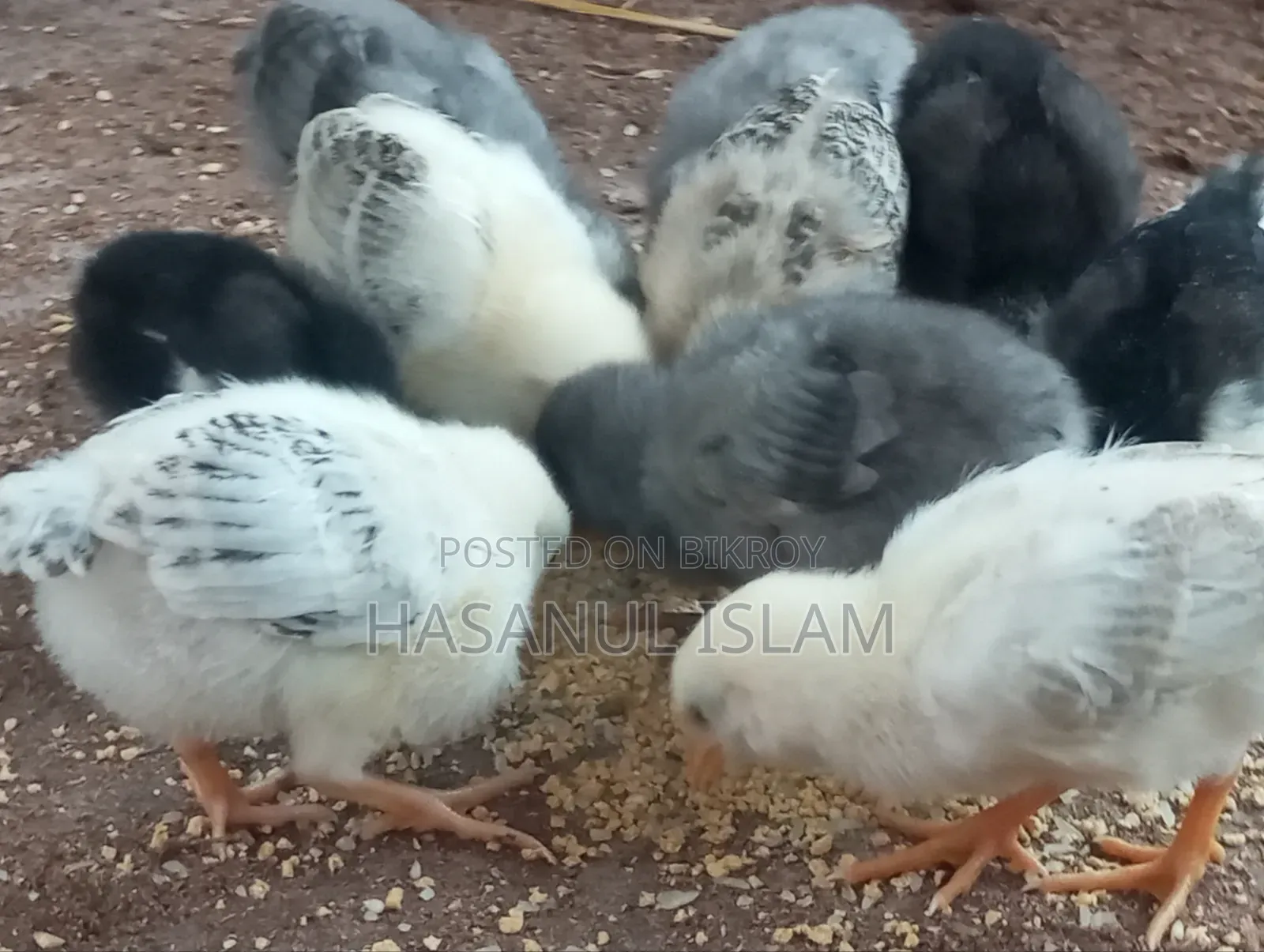 Native Chicken Chicks for Sale