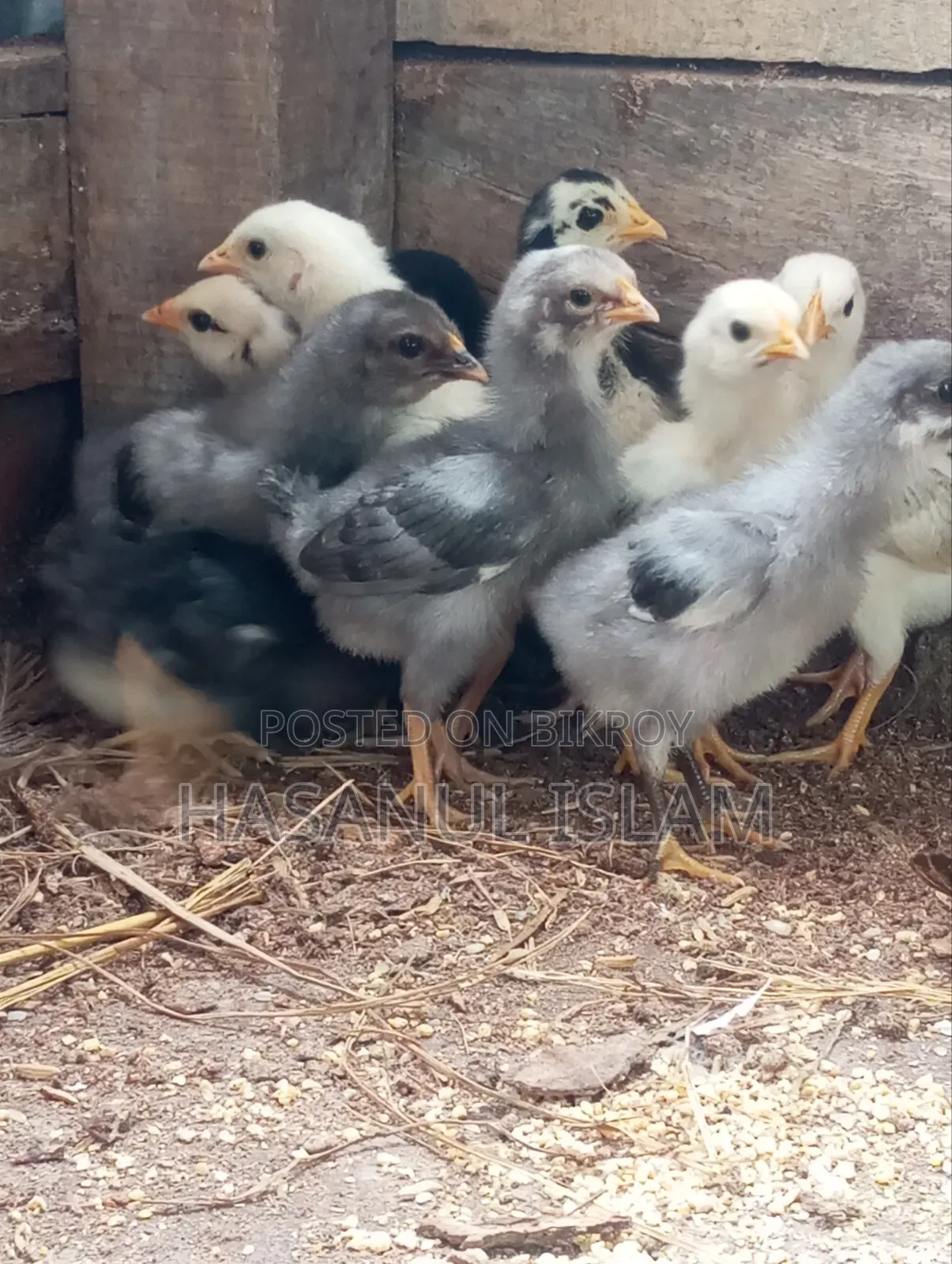 Native Chicken Chicks for Sale
