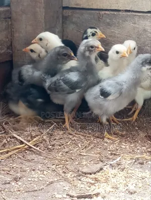Native Chicken Chicks for Sale