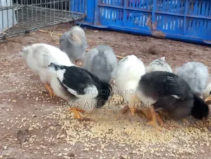 Native Chicken Chicks for Sale
