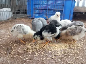 Native Chicken Chicks for Sale