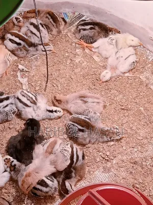 দেশি মুরগীর বাচ্চা( গলাছিলা, ঝুঁটি সহ)