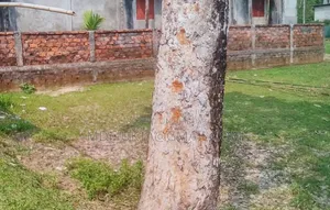 বটেশ্বর ঠাকুর মাটি ৮ শতক জায়গা