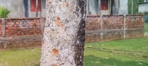 বটেশ্বর ঠাকুর মাটি ৮ শতক জায়গা