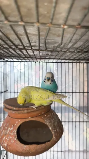 A pair of running Budgerigar for sale