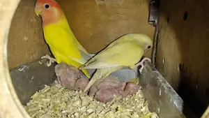 Crimino Opaline Lutino Master Breeding Pair